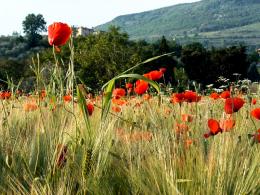 Self guided walking Medieval Umbria - From Assisi to Spoleto (2)