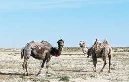 Kazakhstan through Baikonur, Semey, Turkestan, and Aralsk (11)