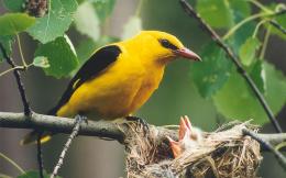 The Southern Birding Hotspots in Bulgaria
 (2)