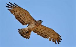 The Southern Birding Hotspots in Bulgaria
 (4)