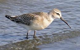 The Southern Birding Hotspots in Bulgaria
 (6)