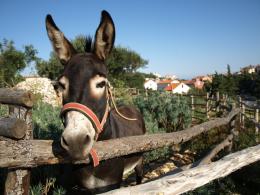 Exploring Croatia's Coastal Beauty: Cruise, Cycle, and Hike in Kvarner Bay! (4)